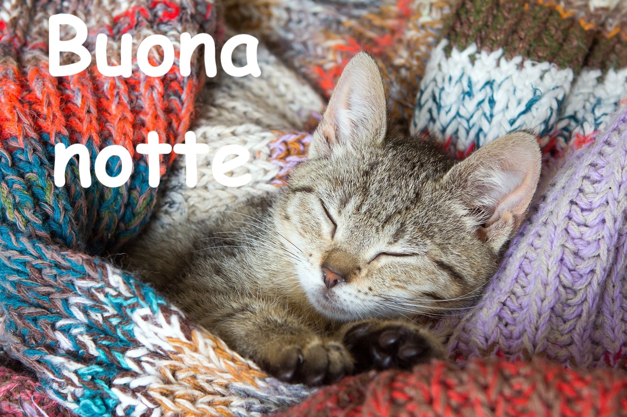  un miniscolo felino fortunato riposa in mezzo a coperte di lana colorata